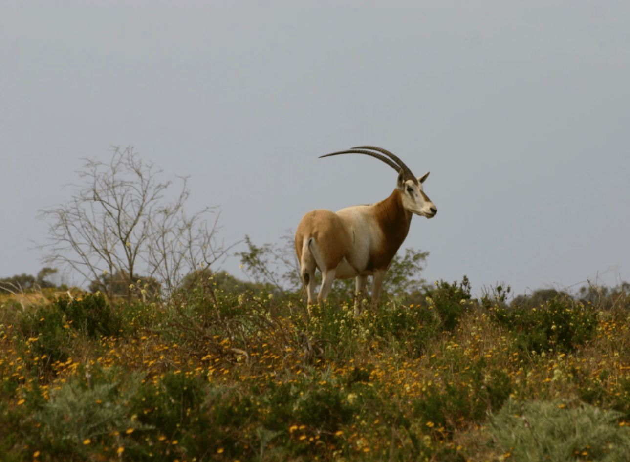 Souss Massa National Park wildlife sanctuary